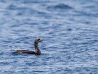 Phalacrocorax aristotelis desmarestii 2cy Olinovki, Crimea, Russia 20150911_0515