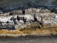 Phalacrocorax aristotelis desmarestii et Phalacrocorax carbo Olinovki, Crimea, Russia 20150911_0415