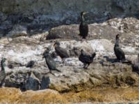 Phalacrocorax aristotelis desmarestii et Phalacrocorax carbo Olinovki, Crimea, Russia 20150911_0416