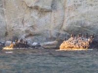 Phalacrocorax aristotelis et Phalacrocorax carbo Karadag, Koktebel, Crimea, Russia 20150919_0050