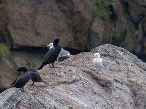 Phalacrocorax auritus - Double-crested Cormorant - Öronskarv