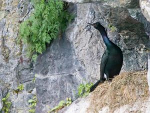 Phalacrocorax pelagicus - Pelagic Cormorant - Pelagskarv