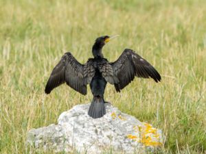 Phalacrocoracidae - Cormorants, Shags - Skarvar