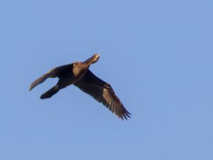 Microcarbo pygmaeus - Pygmy Cormorant - Dvärgskarv