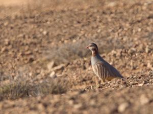 Alectoris barbara - Barbary Partridge - Klipphöna