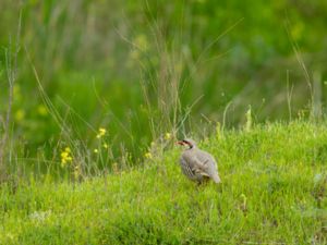 Alectoris chukar - Chukar - Berghöna