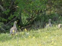 Alectoris chukar kleini Chachuna, Kakheti, Georgia 20180427_1418