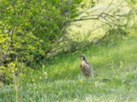 Alectoris chukar kleini Chachuna, Kakheti, Georgia 20180427_1426