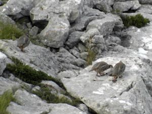 Alectoris graeca - Rock Partridge - Stenhöna