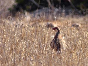 Alectoris rufa - Red-legged Partridge - Rödhöna