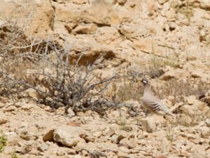 Ammoperdix heyi - Sand Partridge - Ökenhöna