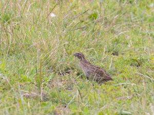 Coturnix coturnix - Common Quail - Vaktel