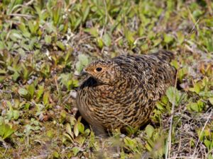 Lagopus lagopus - Willow Grouse - Dalripa