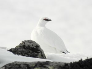 Lagopus muta - Rock Ptarmigan - Fjällripa