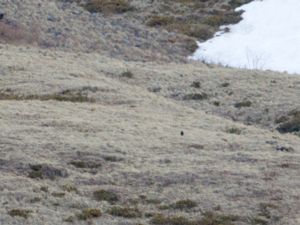 Lyrurus mlokosiewiczi - Caucasian Grouse - Kaukasisk orre