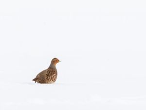 Perdix perdix - Grey Partridge - Rapphöna