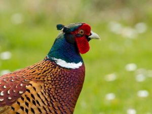 Phasianus colchicus - Common Pheasant - Fasan