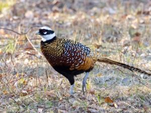 Syrmaticus reevesii - Reeves's Pheasant - Kungsfasan