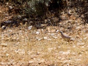 Ammoperdix griseogularis - See-see Partridge - Visselhöna