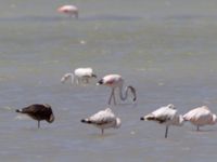 Phoenicopterus roseus 2cy et ad Km 20, Israel 2013-03-28 547