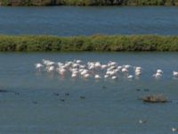 Phoenicopterus roseus 7.5 km NE Oualidia, Morocco 20180226_0002