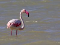 Phoenicopterus roseus Km 20, Israel 2013-03-29 452