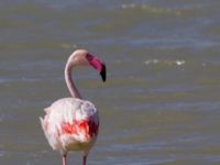 Phoenicopterus roseus Km 20, Israel 2013-03-29 454