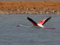 Phoenicopterus roseus ad Km 20, Israel 2013-03-28 459