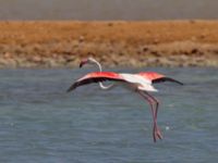 Phoenicopterus roseus ad Km 20, Israel 2013-03-28 463