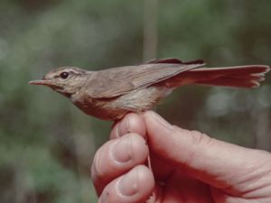 Phylloscopus armandii - Yellow-streaked Warbler - Gulstreckig sångare