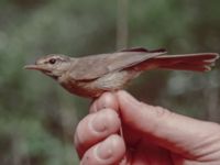 Phylloscopus armandi Badaling, Beijing, China 19980520