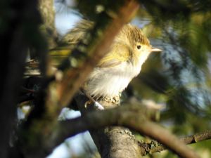 Phylloscopus bonelli - Western Bonelli's Warbler - Bergsångare