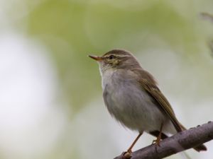 Phylloscopus borealis - Arctic Warbler - Nordsångare