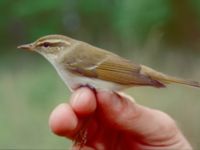 Phylloscopus borealis Happy Island (Shijiu Tuodao), Hebei, China 19980519 (6)