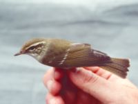 Phylloscopus borealis Happy Island (Shijiu Tuodao), Hebei, China 19980519