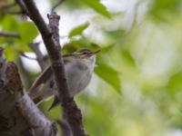 Phylloscopus borealis Njulla, Abisko, Kiruna, Torne lappmark, Lappland, Sweden 20150708B_0176