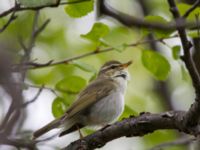 Phylloscopus borealis Njulla, Abisko, Kiruna, Torne lappmark, Lappland, Sweden 20150708_0174