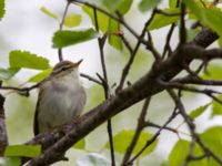 Phylloscopus borealis Njulla, Abisko, Kiruna, Torne lappmark, Lappland, Sweden 20150708_0178