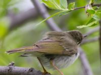 Phylloscopus borealis Njulla, Abisko, Kiruna, Torne lappmark, Lappland, Sweden 20150708_0190