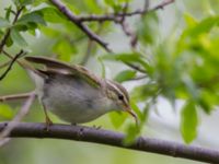 Phylloscopus borealis Njulla, Abisko, Kiruna, Torne lappmark, Lappland, Sweden 20150708_0198