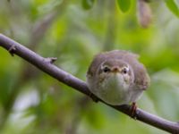 Phylloscopus borealis Njulla, Abisko, Kiruna, Torne lappmark, Lappland, Sweden 20150708_0203