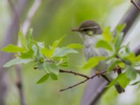 Phylloscopus borealis Njulla, Abisko, Kiruna, Torne lappmark, Lappland, Sweden 20150708_0208