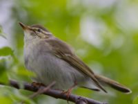 Phylloscopus borealis Njulla, Abisko, Kiruna, Torne lappmark, Lappland, Sweden 20150708_0213