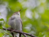 Phylloscopus borealis Njulla, Abisko, Kiruna, Torne lappmark, Lappland, Sweden 20150708_0214