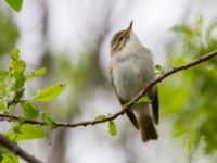 Phylloscopus borealis Njulla, Abisko, Kiruna, Torne lappmark, Lappland, Sweden 20150708_0217