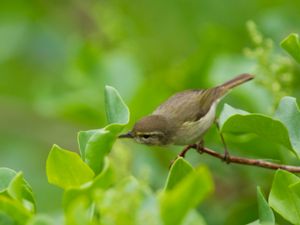 Phylloscopus canariensis - Canary Islands Chiffchaff - Kanariegransångare