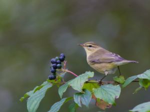 Phylloscopus collybita - Chiffchaff - Gransångare