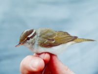 Phylloscopus coronatus Happy Island (Shijiu Tuodao), Hebei, China 19980513 (10)