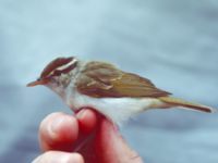 Phylloscopus coronatus Happy Island (Shijiu Tuodao), Hebei, China 19980513 (4)