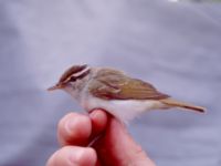 Phylloscopus coronatus Happy Island (Shijiu Tuodao), Hebei, China 19980513 (7)